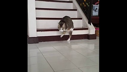 Un chat "kangourou" vit avec deux pattes