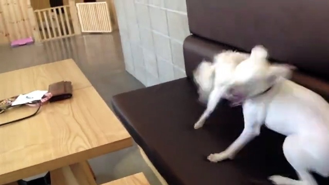 Due Cani iniziano a Litigare, ma ad un certo Punto Interviene la Sorella Maggiore