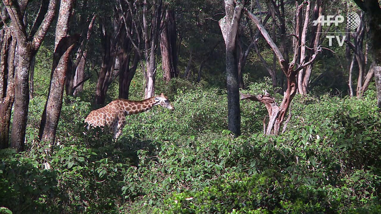 Kenya: la girafe rejoint la liste rouge des esp...