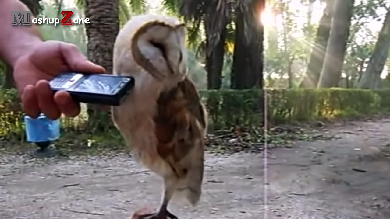 Voici des chouettes comme vous n’en avez jamais vu auparavant. Préparez-vous à éclater de rire !