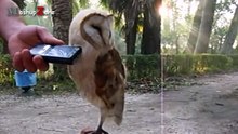 Voici des chouettes comme vous n’en avez jamais vu auparavant. Préparez-vous à éclater de rire !