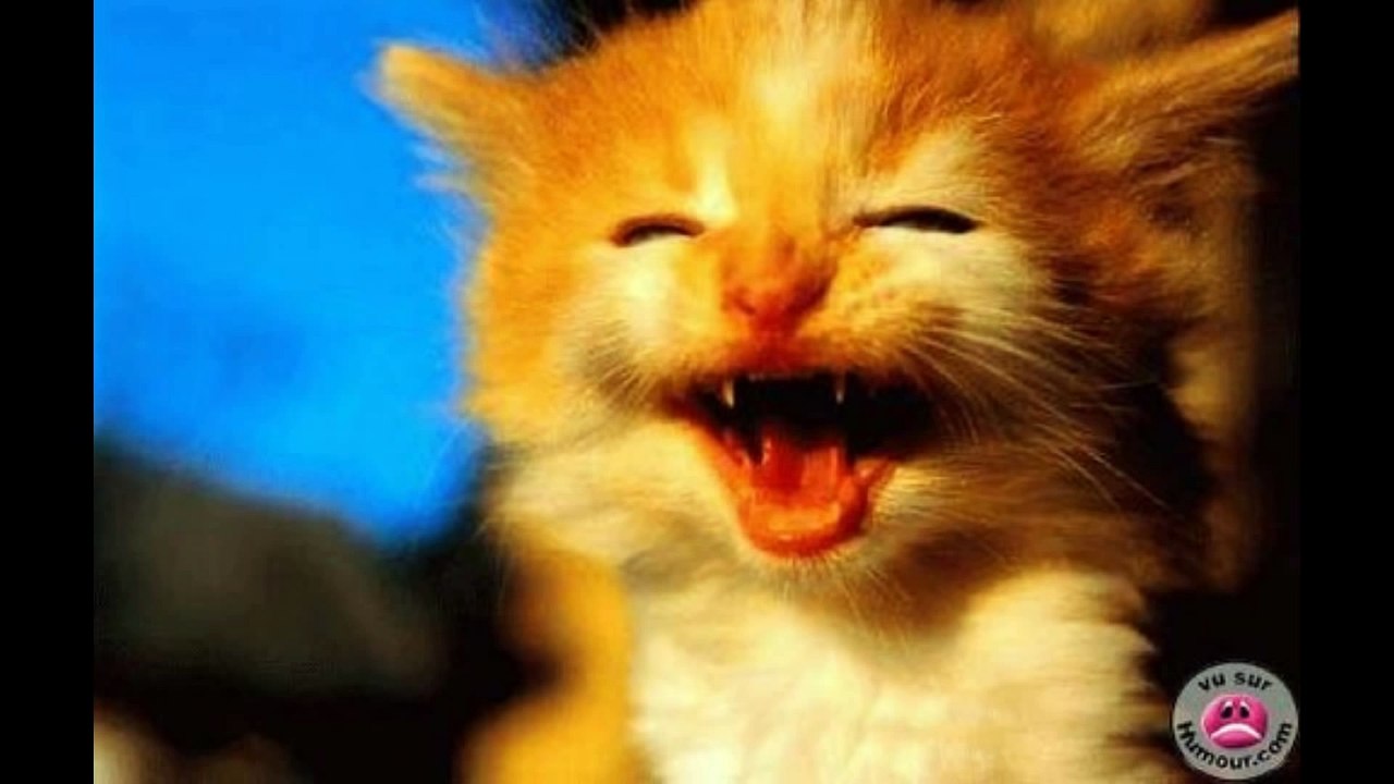 chat qui rigole