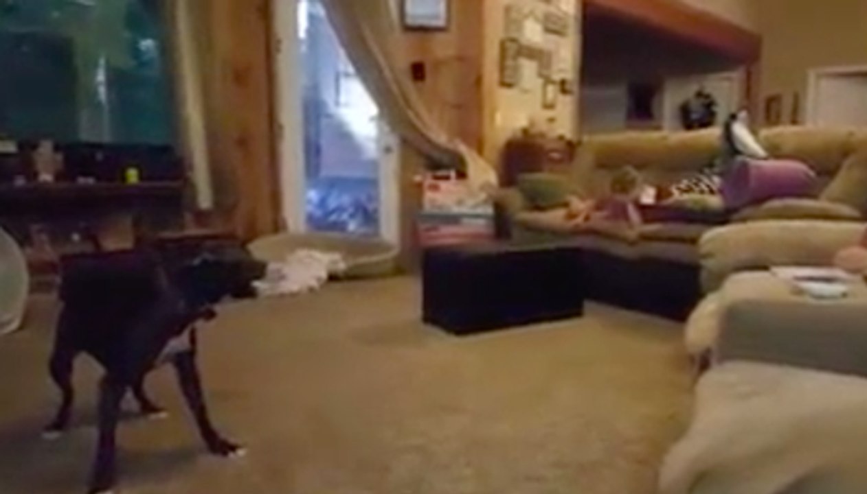 Un chien fait le fou pour amuser des enfants !