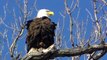 American Bald Eagle Spring Minnesota Land of 10,000 Lakes NATURE watch in HD Full Screen