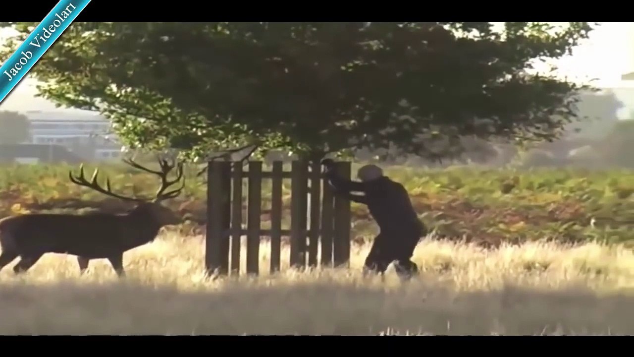 VAHŞİ HAYVANLAR İNSANLARA SALDIRIYOR ! ►► ÇILGIN Ayı, çita, timsah, köpekbalığı, gergedan saldırısı - YouTube