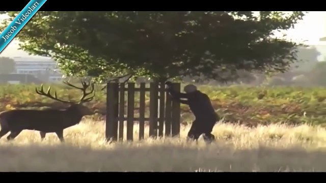 VAHŞİ HAYVANLAR İNSANLARA SALDIRIYOR ! ►► ÇILGIN Ayı, çita, timsah, köpekbalığı, gergedan saldırısı - YouTube