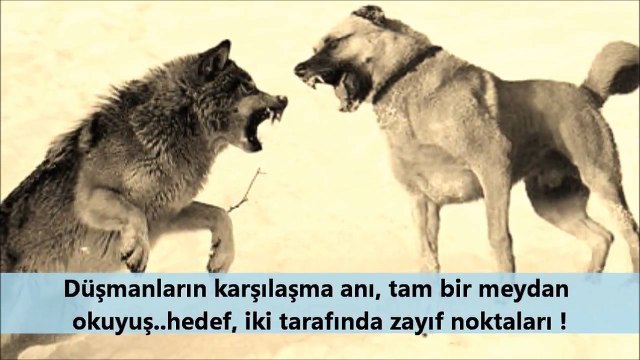 KANGAL ve KURT kangal kurt saldırısı nasıl olur kangal kurt dövüşü olsa kim yener
