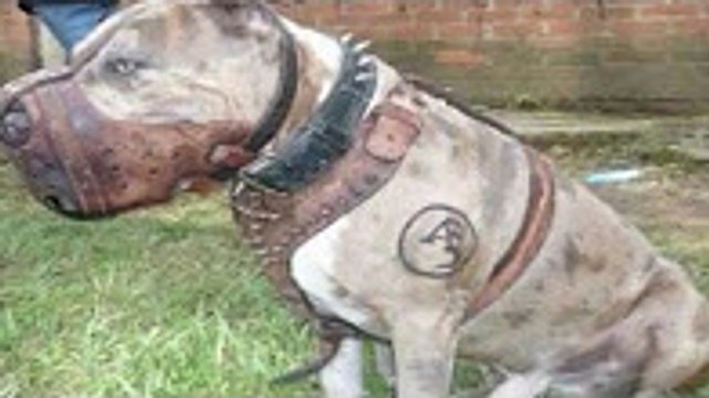 Köpek dövüşleri, köpek kavgası ve saldırıları hakkında ! kangal, pitbull, dogo arjantin, kurt, domuz