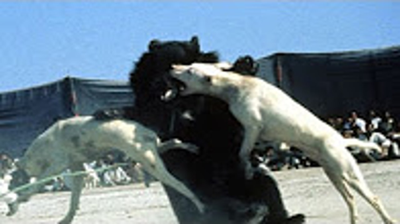 ►► Pitbull vs Dev Ayı Dövüşleri ► Pitbull Ayı Boğabilir mi ► Ayı saldırısı, bear pitbull kavgası