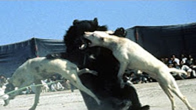 ►► Pitbull vs Dev Ayı Dövüşleri ► Pitbull Ayı Boğabilir mi ► Ayı saldırısı, bear pitbull kavgası