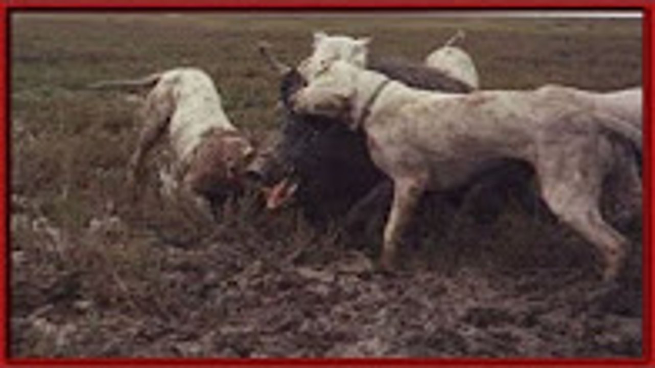 En Güçlü Köpekler   Dogo argentinonun yaban domuzu avı   dogo arjantin saldırısı   yasaklı köpekler