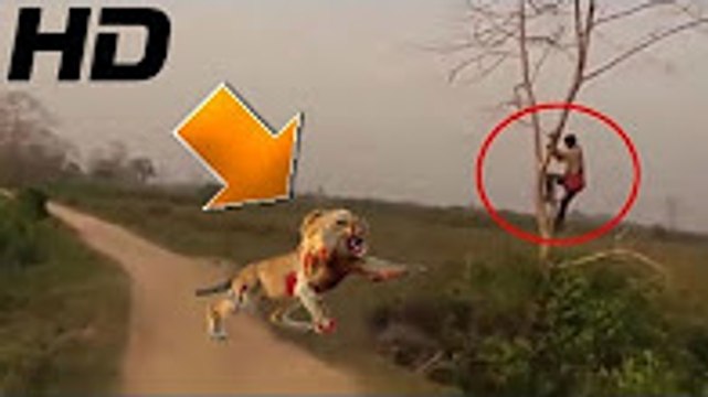 en muhtesem vahsi hayvan kavgalari aslan insana saldiriyor leopar vs babun sirtlan ayi video dailymotion