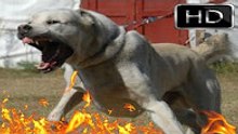 Kafkas Çoban Köpeği   kafkas saldırısı   kafkas kurt dövüşü   kangal ve kafkas çoban köpeği