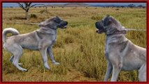 KANGAL   kangal saldırısı   kangal kurt dövüşü   kangal köpeklerin kralı   anadolu aslanı ayıboğan