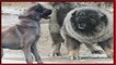 Kangal mı Kafkas Çoban Köpeği mi Tibet Mastifi mi   güçlü köpekler   strongest dogs