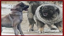Kangal mı Kafkas Çoban Köpeği mi Tibet Mastifi mi   güçlü köpekler   strongest dogs