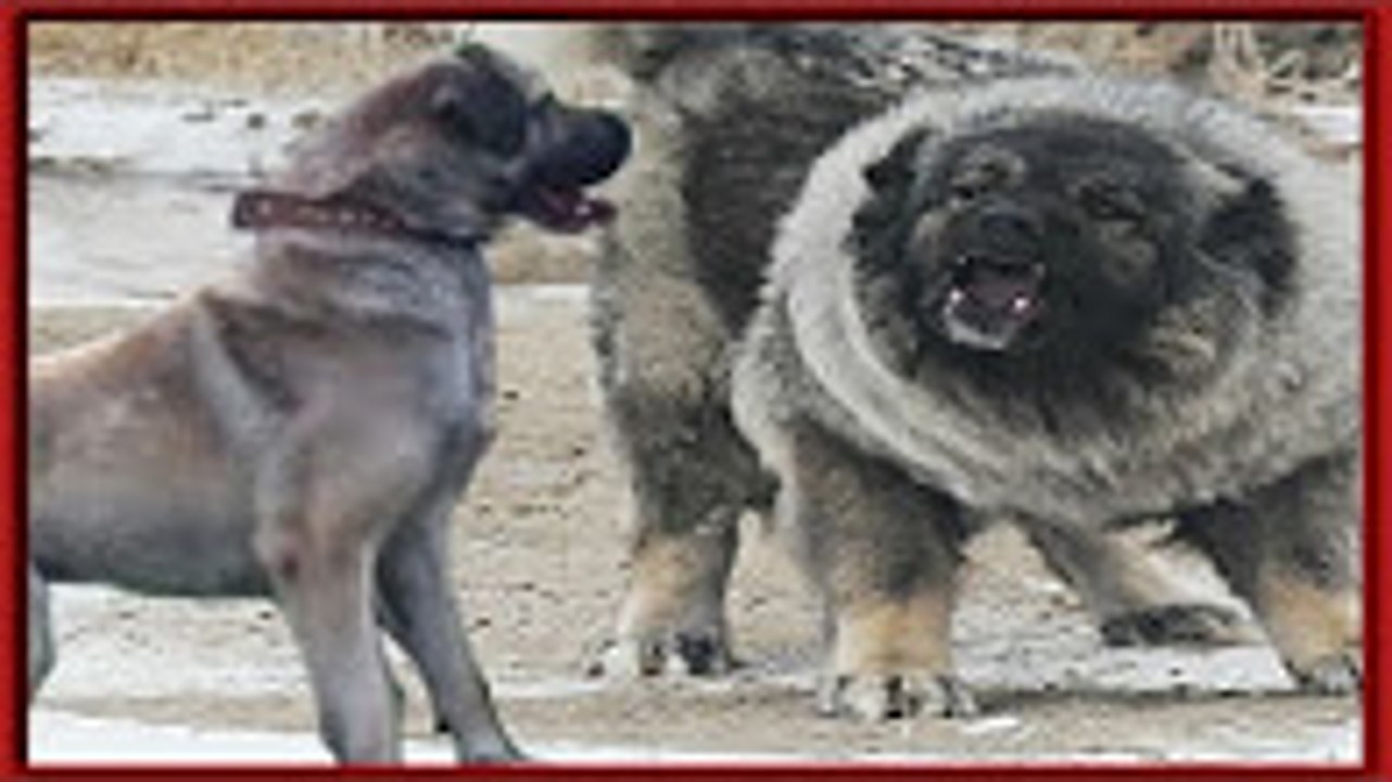 Kangal mı Kafkas Çoban Köpeği mi Tibet Mastifi mi   güçlü köpekler   strongest dogs