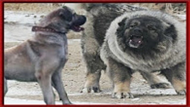 Kangal mı Kafkas Çoban Köpeği mi Tibet Mastifi mi güçlü köpekler strongest dogs