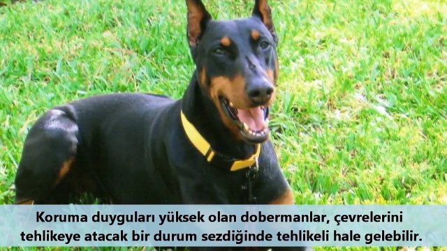 EN GÜÇLÜ KÖPEK IRKLARI !!! Strongest Dogs Pitbull, Dogo Arjantin Kangal Kurt Dövüşleri, Kavgası