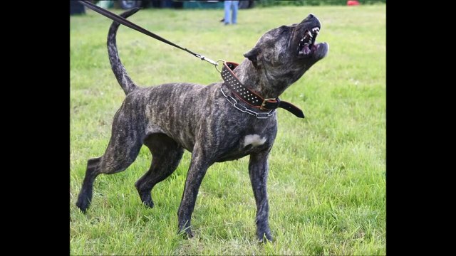 KANGAL ►► Kangal ve Kurt Kangal kurt dövüşü , kangal kurt saldırısı zayıf noktalar !!!