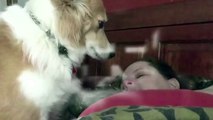 Dogs Waking Up Owners (HD) [Funny Pets]