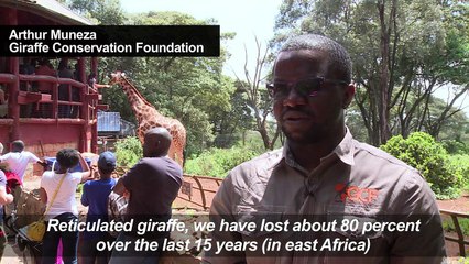 Conflicts in Africa blocking efforts to save giraffes