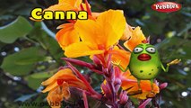 Canna Rhyme | 3D Nursery Rhymes With Lyrics For Kids | Flower Rhymes | 3D Rhymes Animation