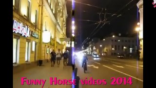 FUNNY HORSES Funny Horse Videos 2016