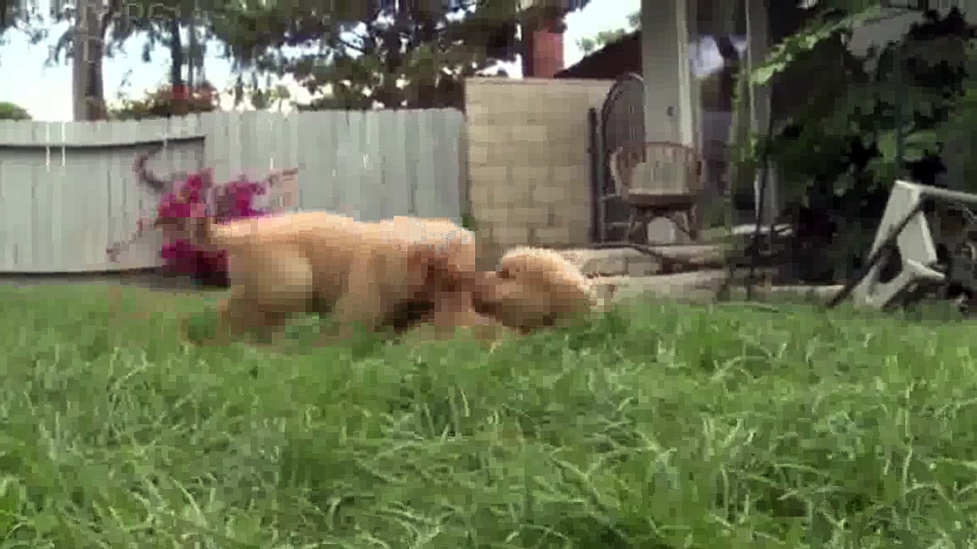 PUPPY FIGHTS Funny Puppies Fighting