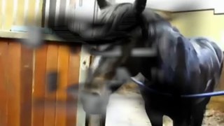 FUNNY HORSES Funny Horse Videos 2015