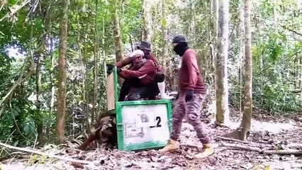 Orangutans released back into the wild