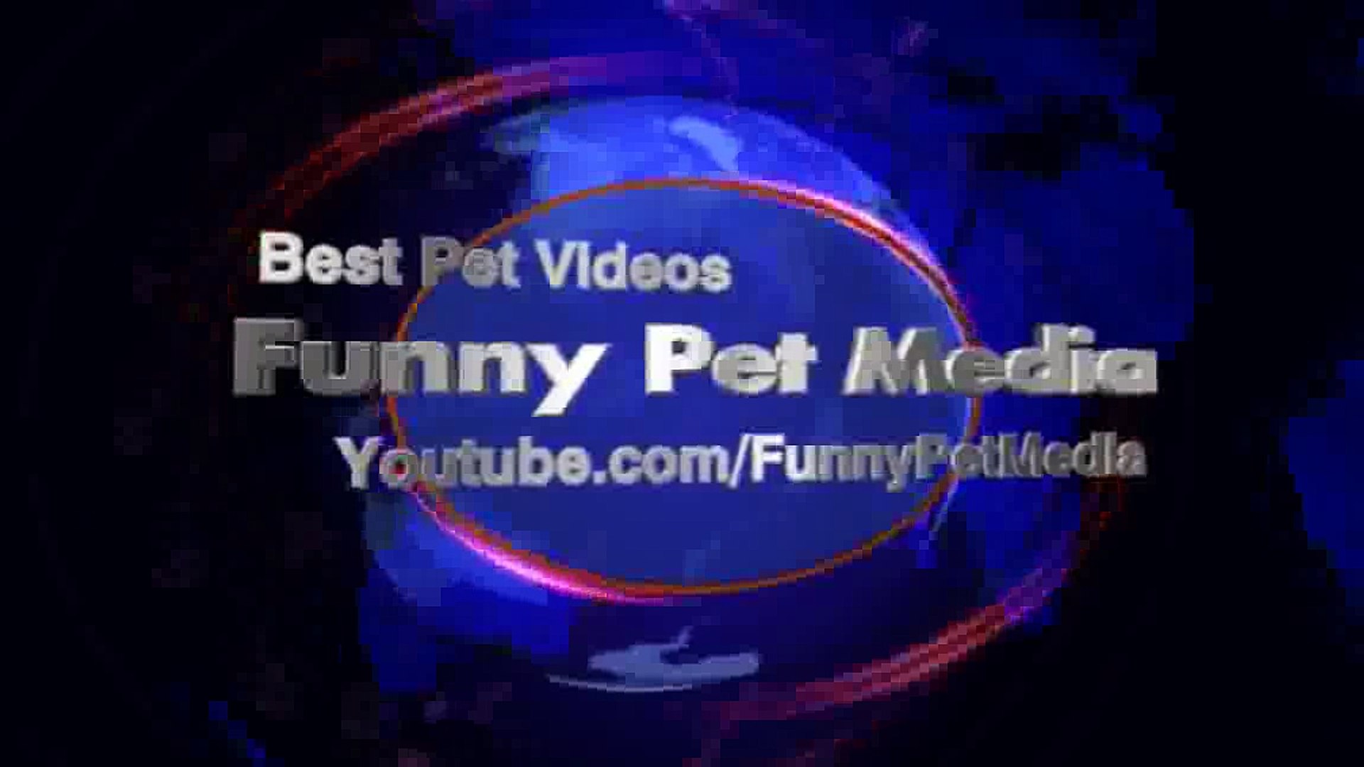 DOG VIDEOS Funny Dog Videos