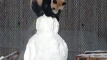 Voilà ce qui arrive lorsqu’un panda voit un bonhomme de neige pour la première fois !