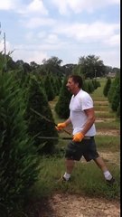 Comment les sapins deviennent "parfaits" ?