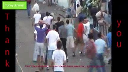 FUNNY ANIMALS cows -3