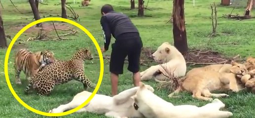 Un tigre sauve un homme de l'attaque d'un léopard