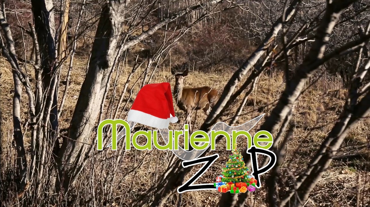 Maurienne Zap # 316
