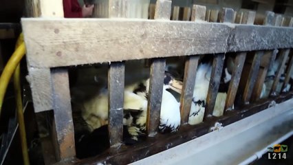 Si vous n'arrivez pas à regarder cette vidéo, ne mangez plus jamais de foie gras