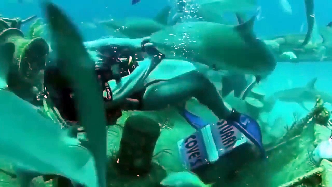 Attacks Animal On Human !!!! 2016 HD