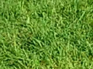 Bouvier australien premières leçon