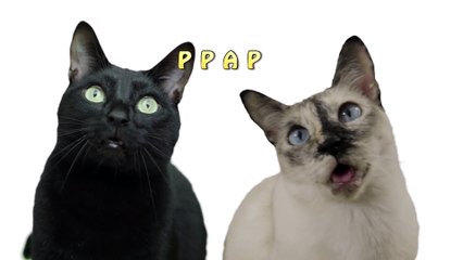 FUNNY - PPAP Pen Pineapple Apple Pen (Cat Version)