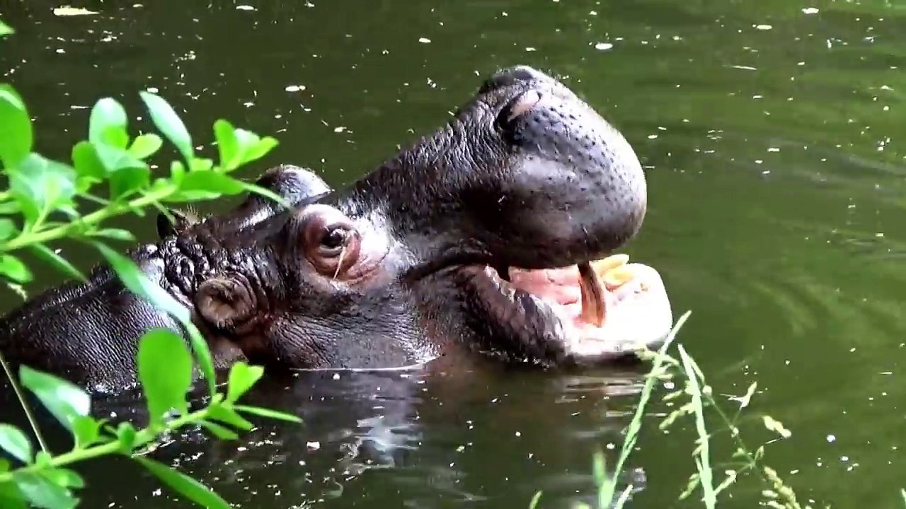 THANK YOU & PLEASE SONG for KIDS  - Learn English  - Nursery Rhymes