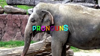 Using PRONOUNS SONG for KIDS