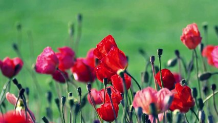 Red flowers blowing in the wind
