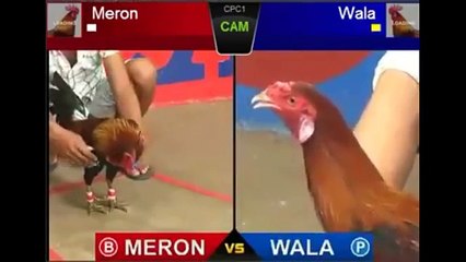 Rooster fight  - New rooster fight