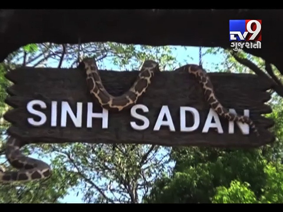 Crocodile count to be held in Gir-Somnath, Amreli & Junagadh - Tv9