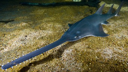 TOP 10 MOST ENDANGERED WILD ANIMALS OF AUSTRALIA