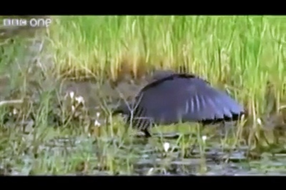 Most Funny must watch