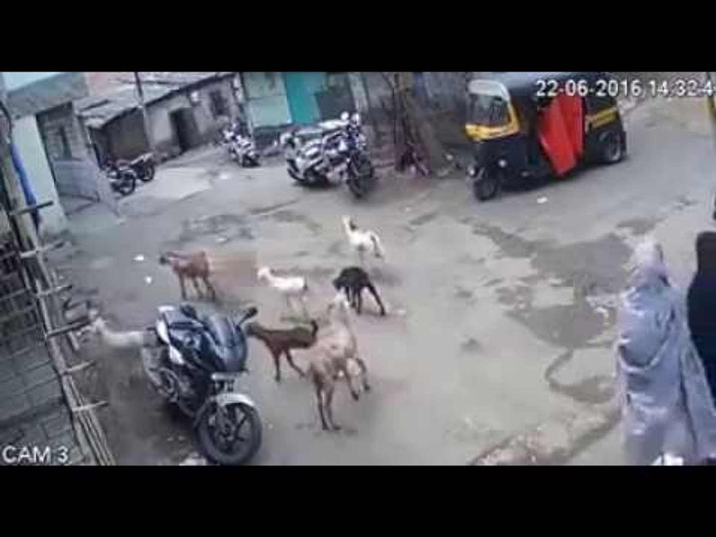 Goat thief caught on cc tv|Youngster's Choice.