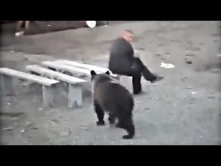 Man vs Bear Compilation - Man Punches Bear - Vines Compilation 2016